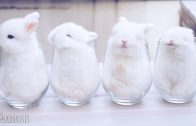 Baby Bunnies Sleeping In Glasses