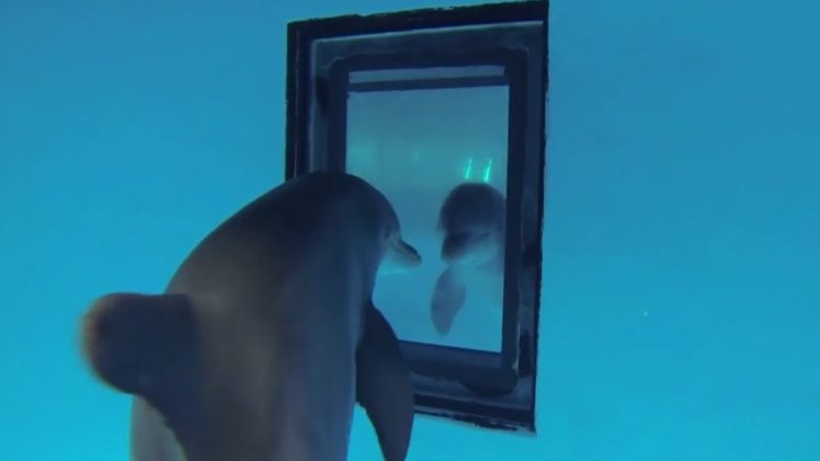 How Smart Are Dolphins?