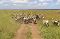 The Tanzania Wildlife Safari Shot With iPhone