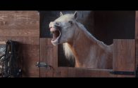 Volkswagen Commercial – Horses Laugh Hysterically