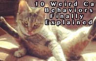 10 Weird Cat Behaviors Explained