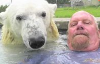 The Only Man In The World Who Can Swim With A Polar Bear: Grizzly Man