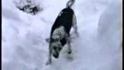 Dog Having A Blast In The Snow