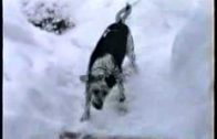 Dog Having A Blast In The Snow