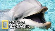 Dolphins: The Wild Side – National Geographic Documentary