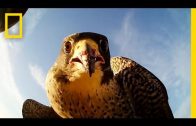 Forget Scarecrows – Falcons Protect This Farm