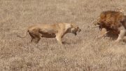 Lionesses Attacking Male Lion