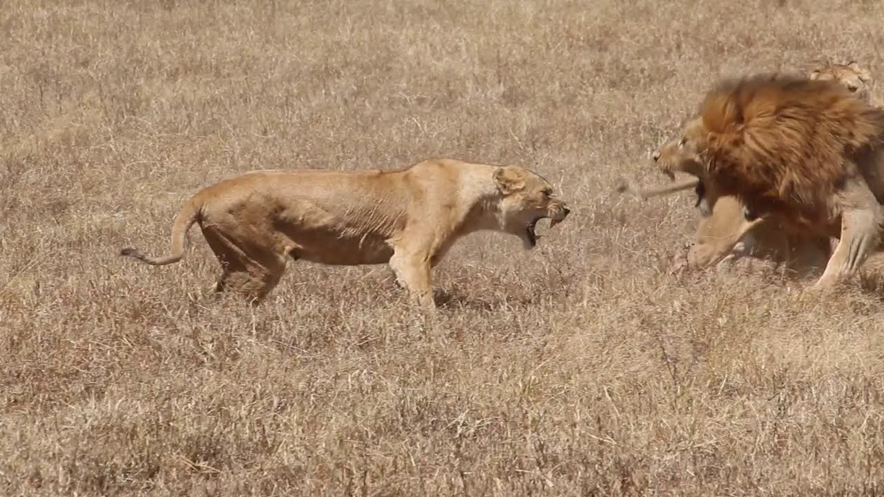 lioness fashion lioness fashion