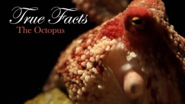 True Facts About The Octopus