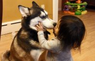 Baby Loves Siberian Husky Dog