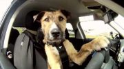 Dogs Taught To Driver A Car