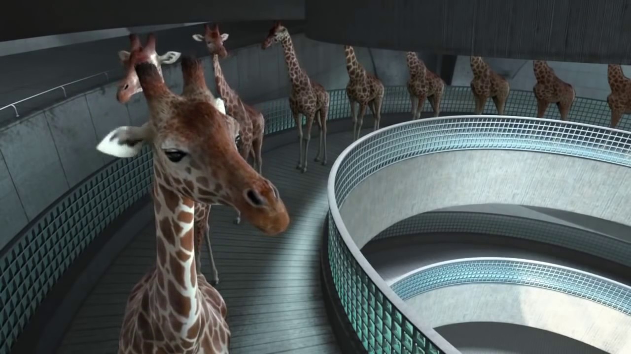 The Amazing High Diving Giraffes