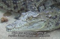 The True Cost of Your “Luxury” Crocodile Skin Bags