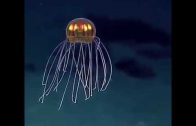 Things You Never Knew About The Mariana Trench