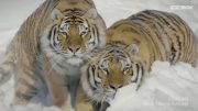 Tigers Vs Drones