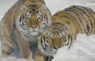 Tigers Vs Drones