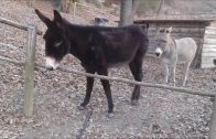 Clever Donkey Finds A Smarter Way To Cross The Fence