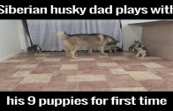 Husky Dad Plays With His 9 Pups For The First Time