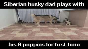 Husky Dad Plays With His 9 Pups For The First Time