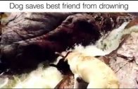 Dogs Saves His Best Friend From Drowning