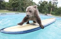 Cute Baby Bear Rides Surfboard