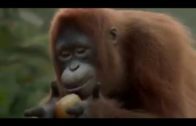 Ever Seen A Monkey Dancing Like This?