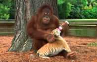 Orangutan Takes Care Of Tiger Cubs