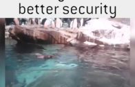 Hilarious Animals That Try To Talk To Humans