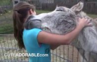 Cute Friendship: Donkey And Girl