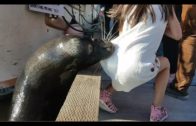 Sea Lion Drags Girl Into Steveston Waters