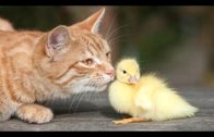Funny Cats Meeting Cute Baby Animals Compilation