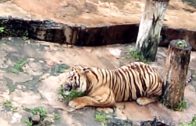 When A Tiger Goes Vegetarian