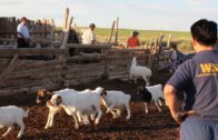 Mongolia ‘Szud’ 2010 – World Animal Protection
