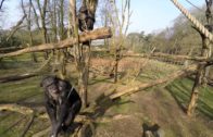 Chimpanzees Get Drone Down And Shoot Each Other