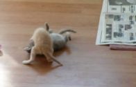 Kitten Surprise! – How To Break Up A Cat Fight!