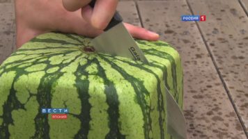 Square Watermelons From Japan