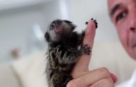 Tiny Monkeys – As Big As A Finger
