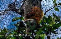 Grey Headed Flying Foxes In Peril