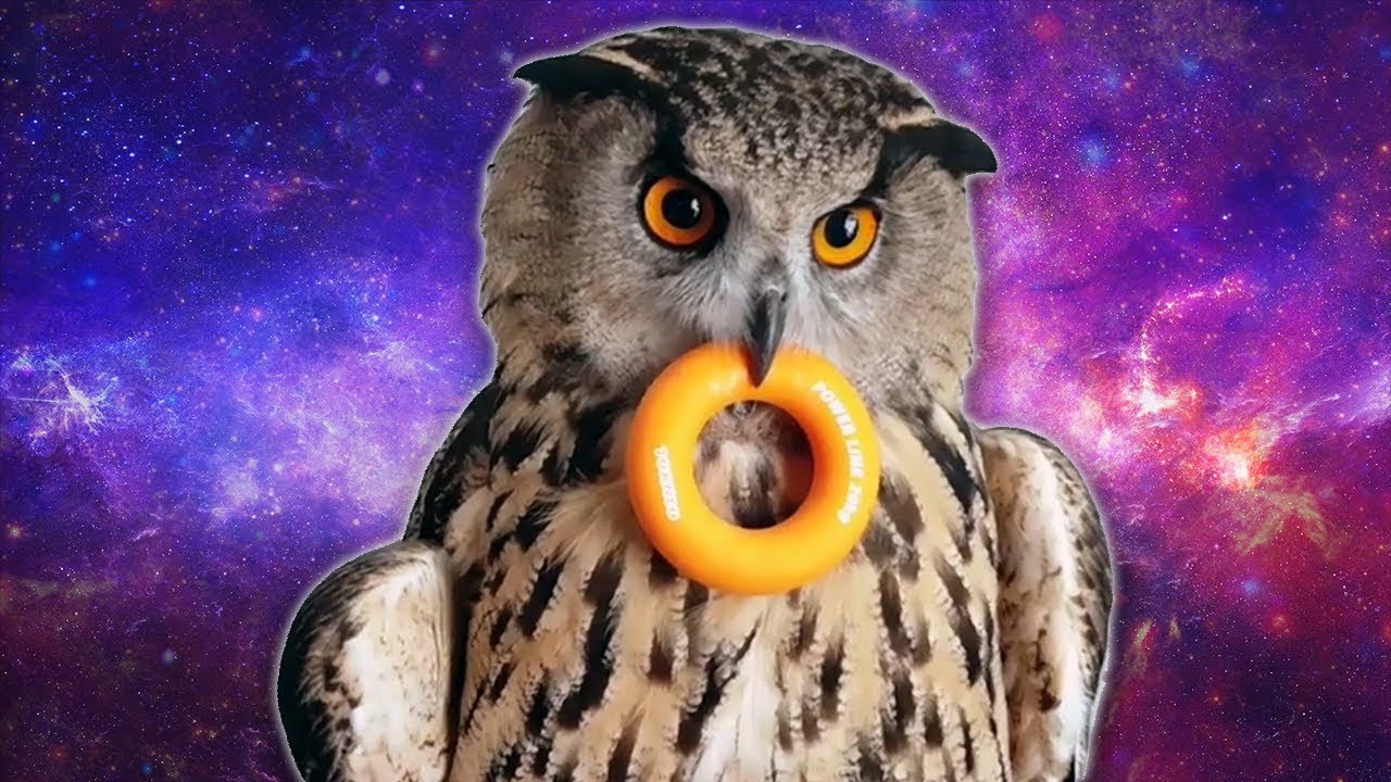 Best Of Owls In 3 Minutes Funny And Cute Owl Compilation