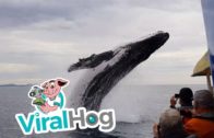 Awesome Whale Sighting In The Sea
