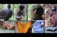 Hilarious Animals That Try To Talk To Humans