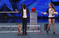 Hilarious Animals That Try To Talk To Humans