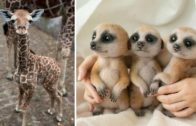Cute Little Animals Will Keep You Smiling All Day