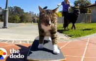 Meet The Most Talented Cats In The World