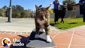 Meet The Most Talented Cats In The World