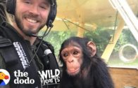 A Pilot Rescues A Cute Baby Chimp
