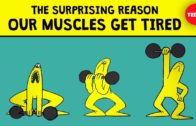 Reason Why Our Muscles Get Tired