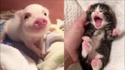 Adorable Baby Animals Will Make Your Day