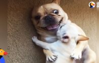 Cute French Bulldog Gets A New Baby Brother