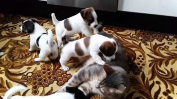 When Cats Meet Puppies For The First Time